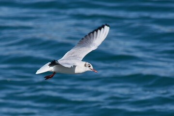 Fototapeta na wymiar Black-headed Gull flying through the Ría de Vigo