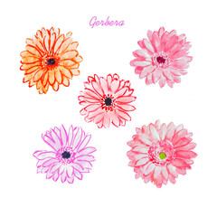 Watercolor hand painted illustration of   Gerbera, pink daisies, orange, flowers, bloom, orange , purple flower , watercolor , floral illustrations, botanical, blossom