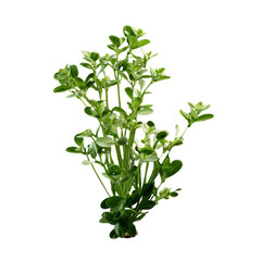 chickweed isolated on transparent background, png