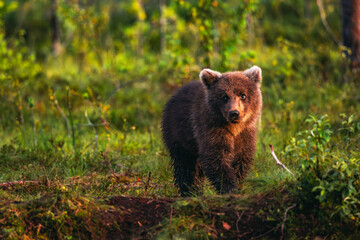 Young bear cub in the summer forest © Artem