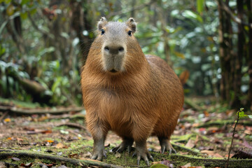 Naklejka na ściany i meble Capybara looking in the zoo