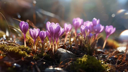 Fotobehang Purple flowers in the forest © prystai
