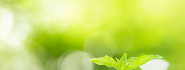Using as a backdrop, natural plants landscape, ecology wallpaper, or cover concept, this close-up of a green leaf in the sunlit greenery features bokeh and copy space.