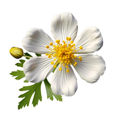 cinquefoil isolated on transparent background, png - obrazy, fototapety, plakaty