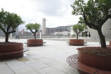 Trees in a square in the downtown of Bilbao