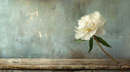 Alone Beige White Peony on Old Wooden Background