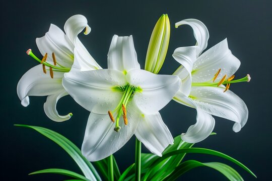 Close-Up of Fresh White Lilies with Vibrant Green Leaves on a Dark Background - Elegant Floral Photography