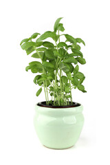 Fresh basil plant growing in ceramic pot isolated on white background. Bush of herb spice plant basil.