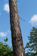 Fototapeta premium Teilabschnitt eines Baumes