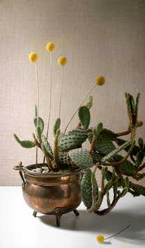 Cactus and dry Craspedia in copper cauldron pot. Still life of plants cactus Opuntia and flowers Craspedia Globosa.