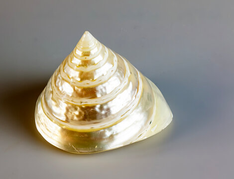 Sea shell pearl trochus niloticus on a white background.