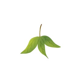 green leaf isolated on white background