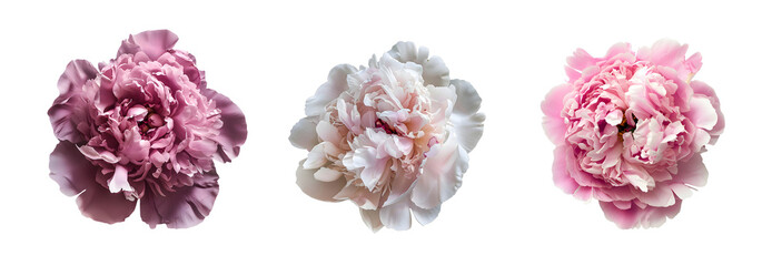 White and pink peonies set isolated on transparent background. Clipart template for collages, cards and posters, spring style, romance, congratulations