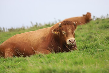 A cow lying in the grass near Cliffs of Moher in County Clare, Ireland