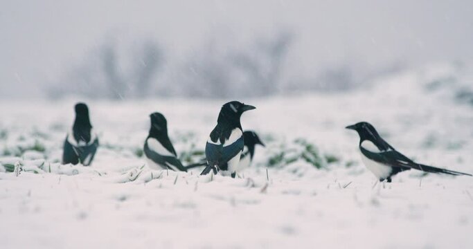 A mischief of magpies on a snow covered ground during blizzard then fly away