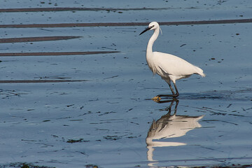 Little egret searching for food on Cesantes beach, Pontevedra, Spain