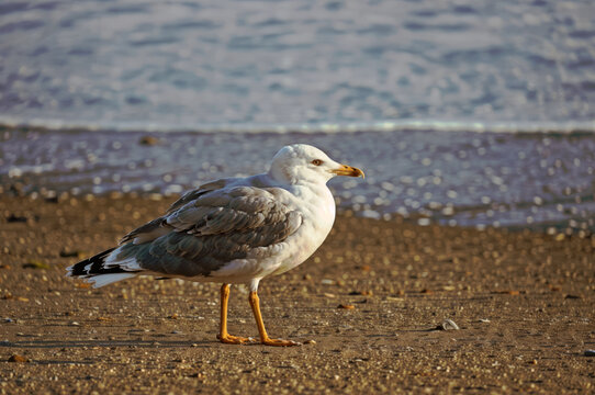 Portrait of a seagull on the seashore