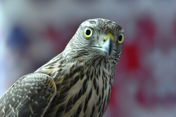 falcon bird of prey