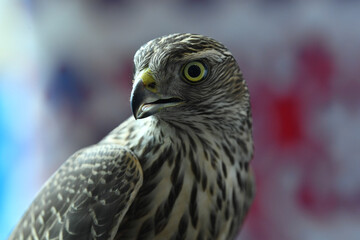 falcon bird of prey