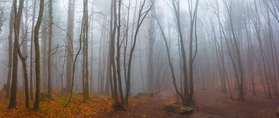 autumn beech forest in dense mist