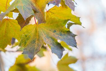 Maple branches with yellow leaves in autumn, in the light of sunset.