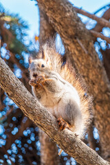 The squirrel with nut sits on tree in the autumn. Eurasian red squirrel, Sciurus vulgaris.
