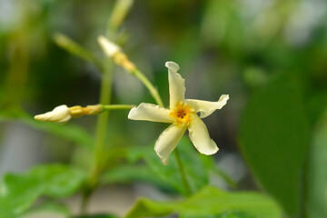 Star jasmine Star of Toscana flower