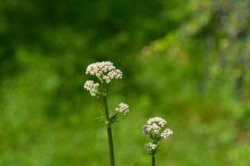 Common valerian flower buds
