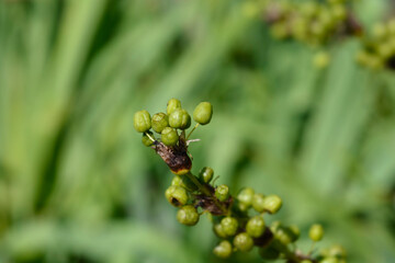 Pale Yellow-eyed Grass seed pods