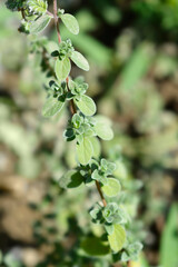 Sweet marjoram leaves