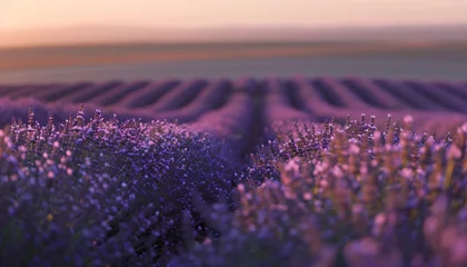 Foto op Canvas Amidst fields of lavender, the blurred background of purple hues transported viewers to a serene landscape straight out of a painting. © Teerasak