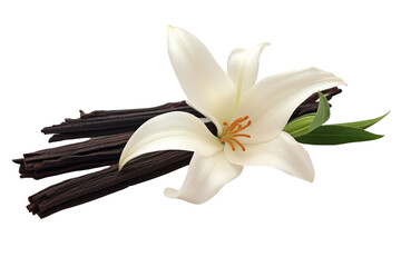 Vanilla Bean and Flower isolated on transparent and white background.PNG image.