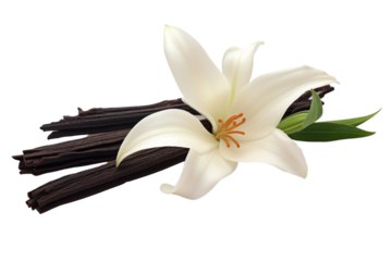 Vanilla Bean and Flower isolated on transparent and white background.PNG image.