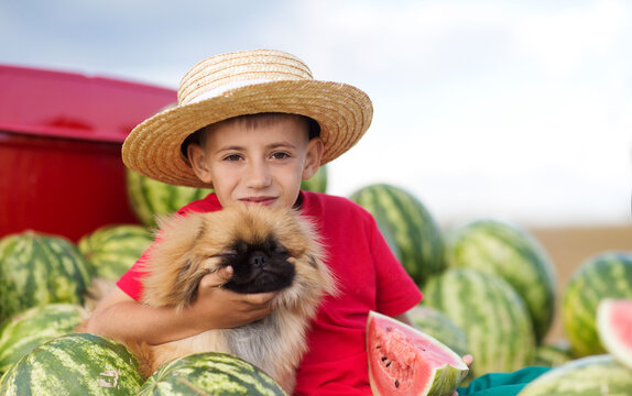 child boy with a dog in hand sits in the back of a red car with watermelons.  summer time in nature in the village
