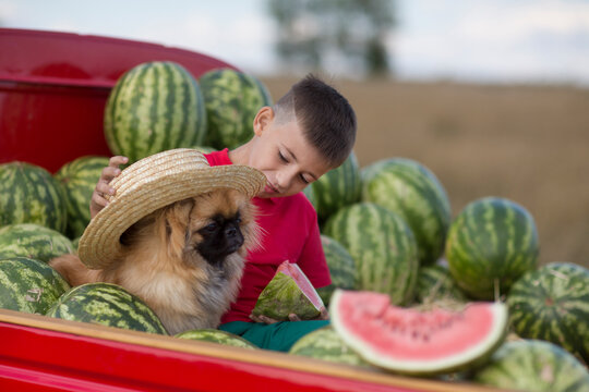 child boy with a dog in hand sits in the back of a red car with watermelons.  summer time in nature in the village