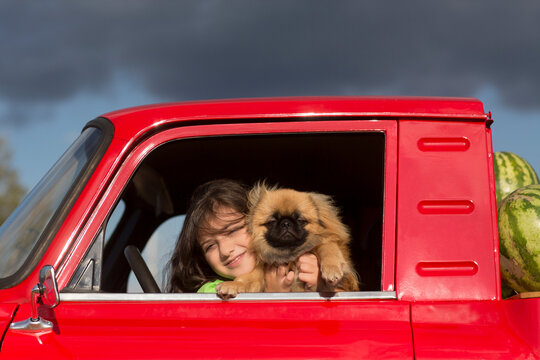 child girl  with a dog peke in hand sits in the cab of a red pickup truck with watermelons.  summer time in nature in the village
