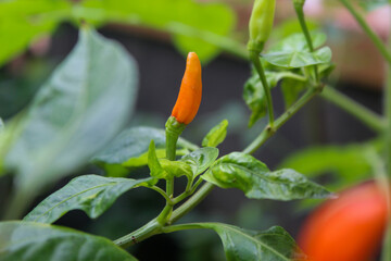 reddish orange chili fruit on the tree