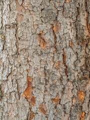 Bark texture and background of a old fir tree trunk. Detailed bark texture. Natural background