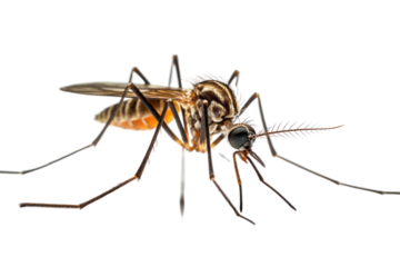 Close-up of Mosquito on human skin. isolated on transparent background,PNG image.