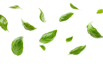 Falling basil leaves on a transparent white background.