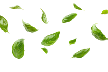 Falling basil leaves on a transparent white background.
