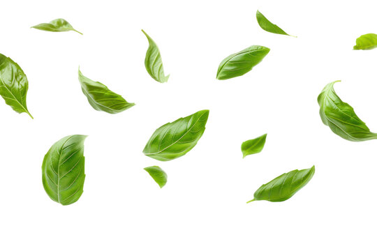 Falling basil leaves on a transparent white background.