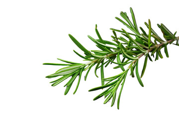 rosemary leaf herb Fresh rosemary spices isolated on transparent background.