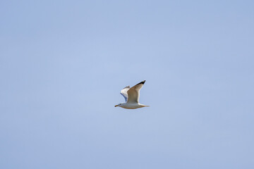 the seagull in flight on a sunny day isolated on the background of the sky.