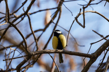 (Parus major) on a tree branch on a spring day.