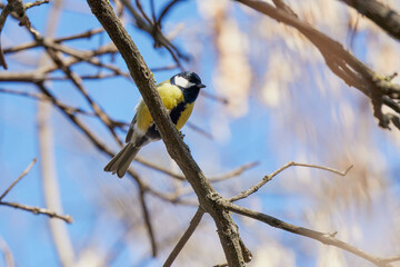 (Parus major) on a tree branch on a spring day.