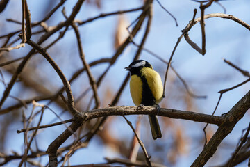 Obraz premium (Parus major) on a tree branch on a spring day.