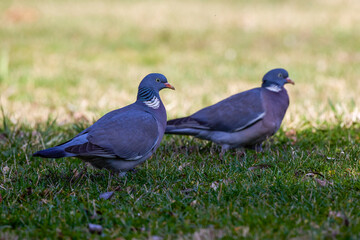 wild pigeons through the grass in a park looking for food