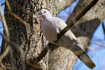 (Streptopelia decaocto) sits on a tree branch in the sun.