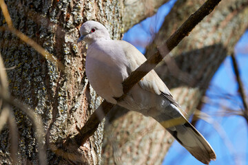 (Streptopelia decaocto) sits on a tree branch in the sun.
